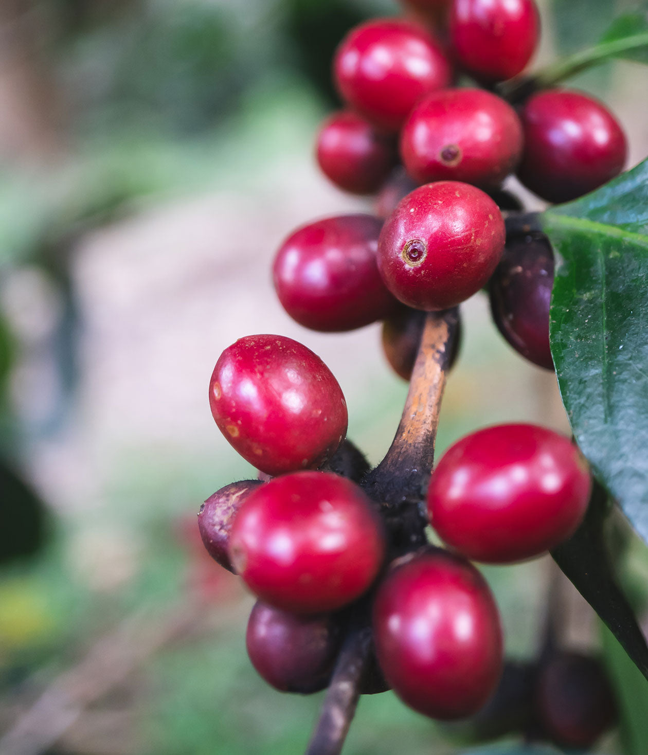 Coffee Craft: Harvesting the Cherries