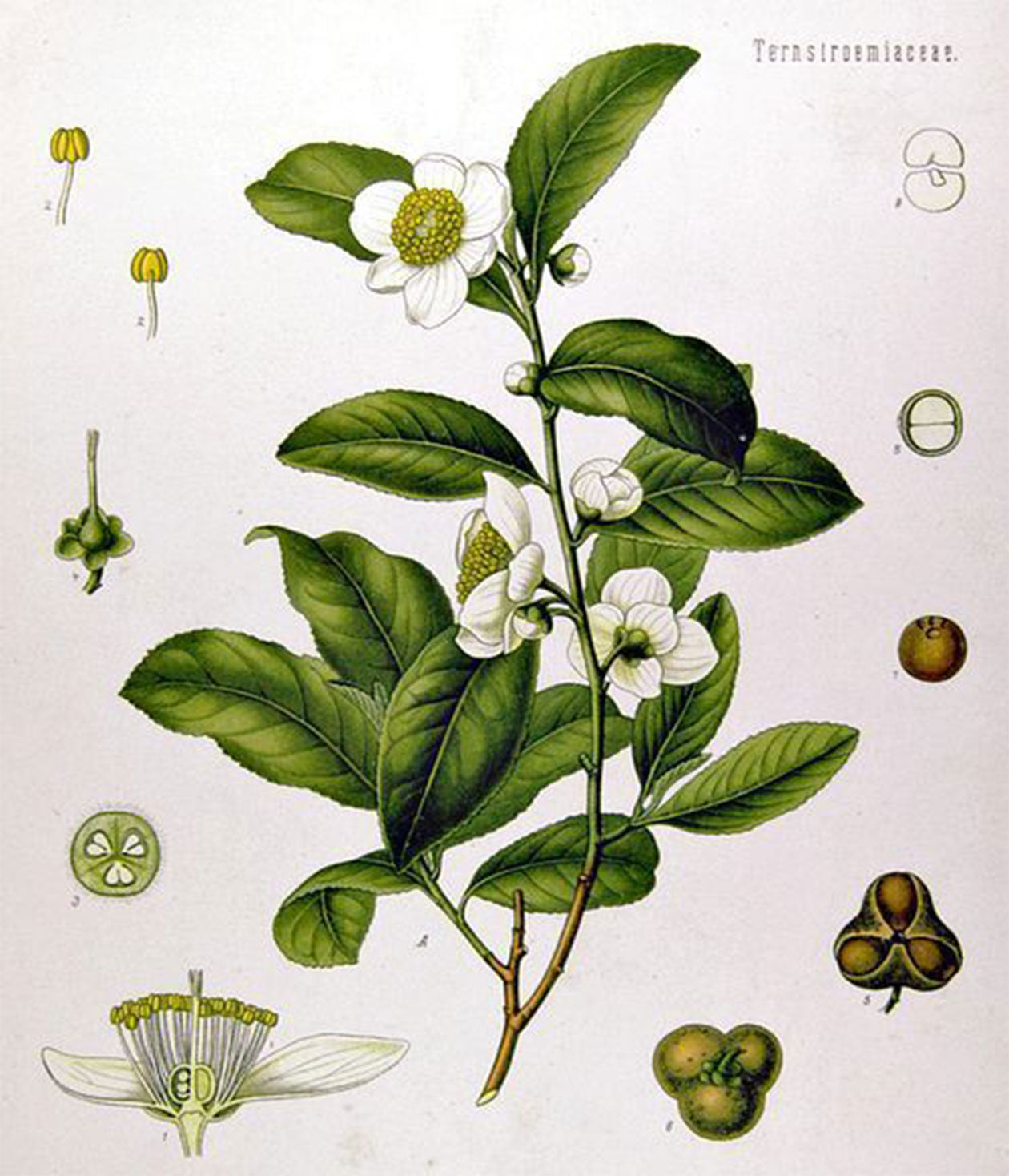 Köhler's Medicinal Plants