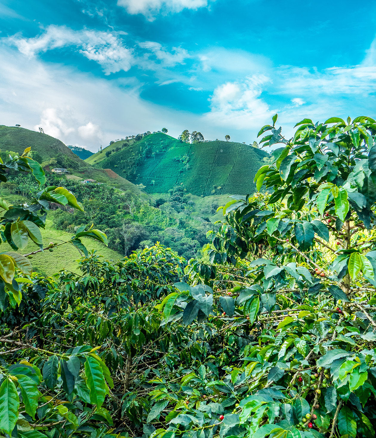 Coffee Craft: Planting the Seeds
