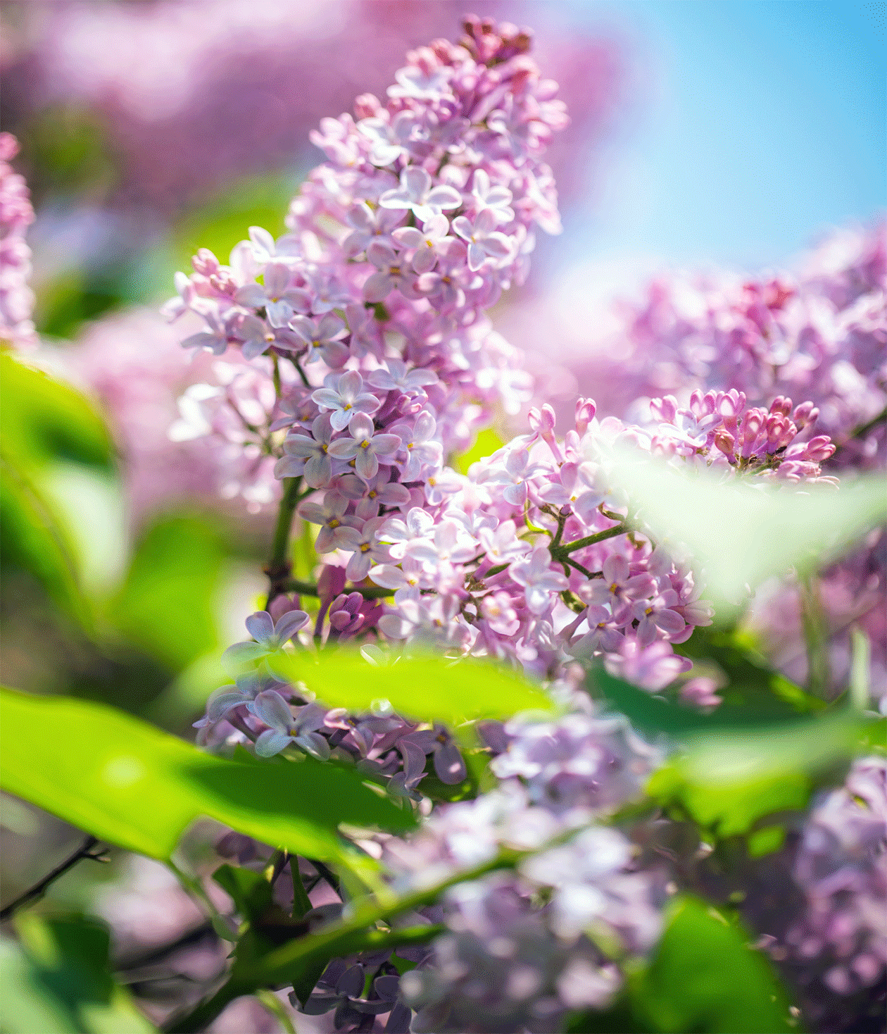 The Accord of a Scent