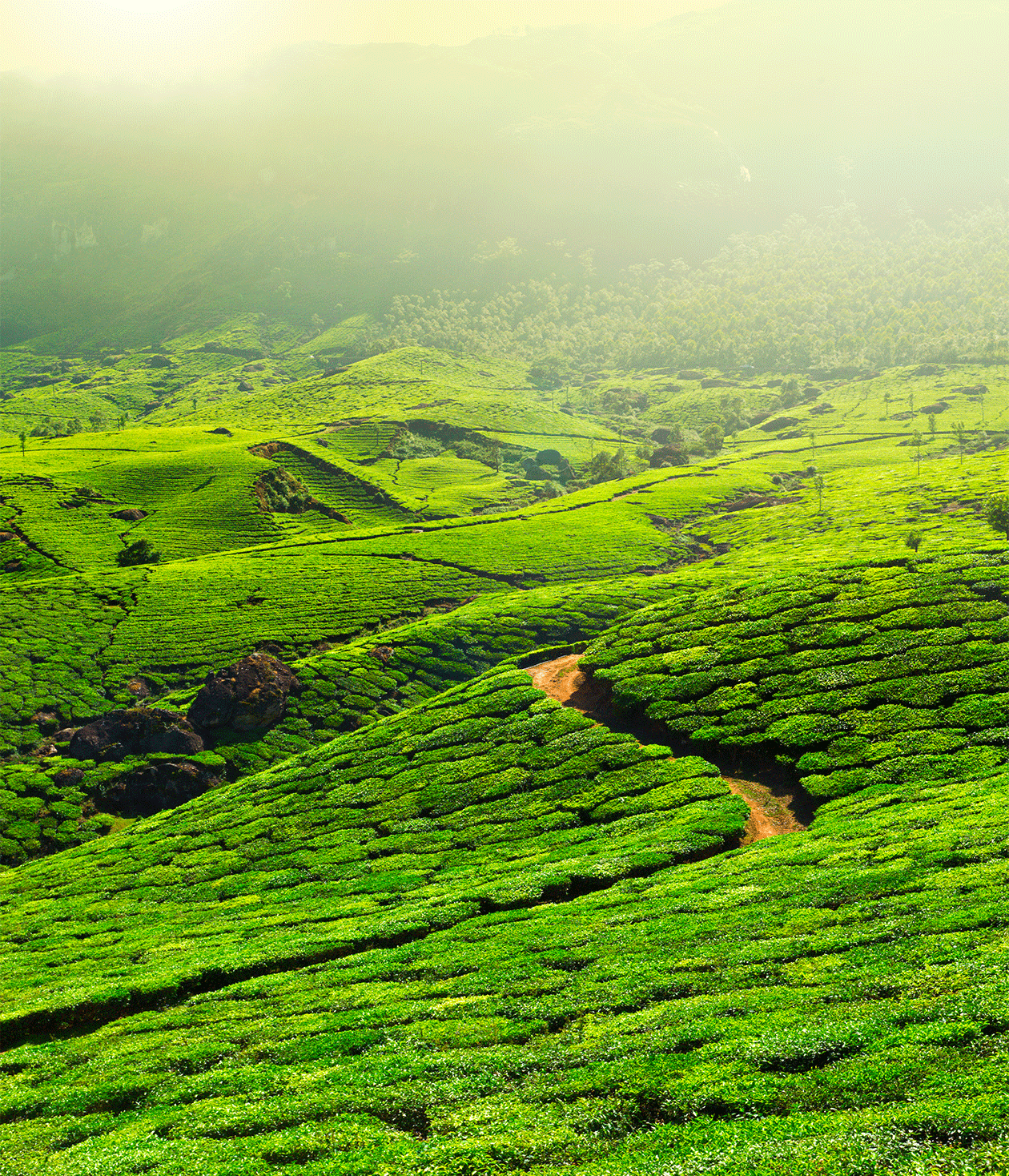 Tea Craft: Where is Tea grown?