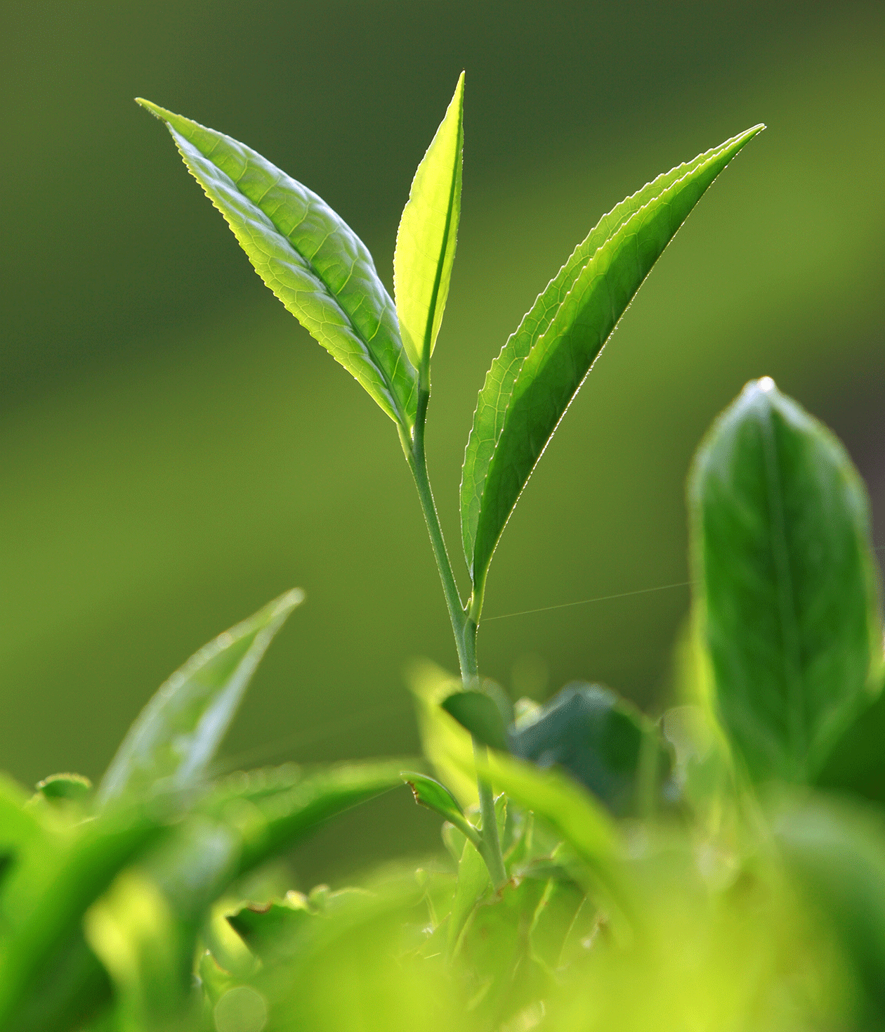 Tea Craft: How is Tea Hand Picked?
