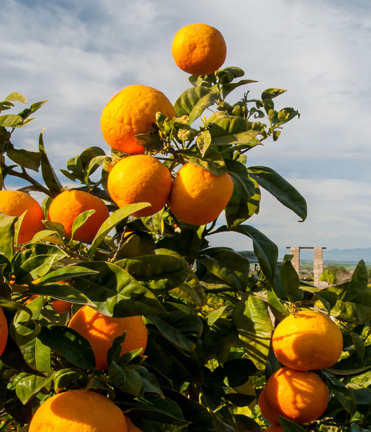 Citrus fruit, The East India Company and the Sicilian Mafia