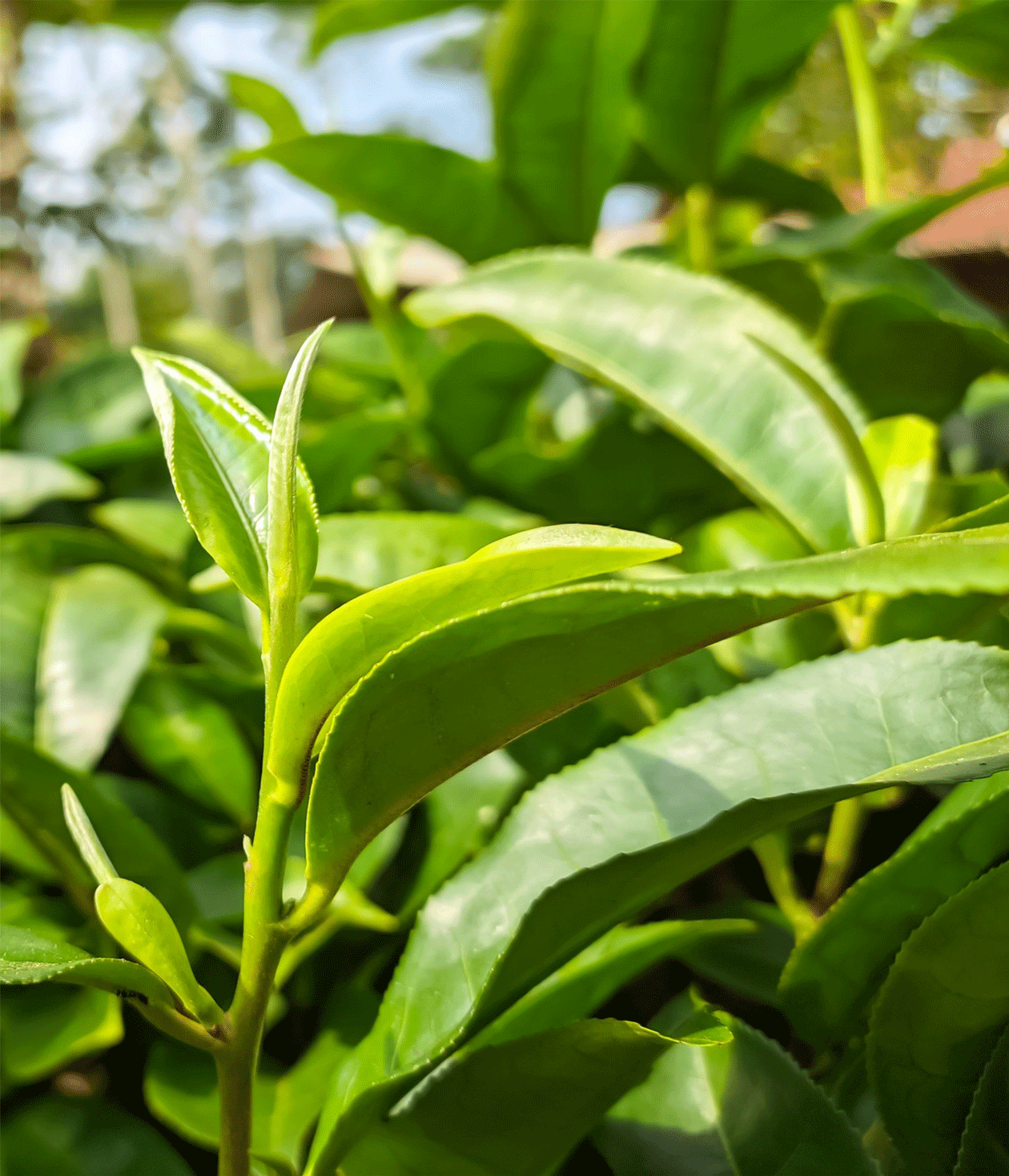Tea Craft: The Tea Bush