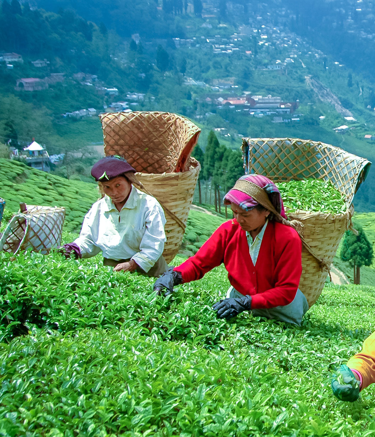 Darjeeling & How it all started