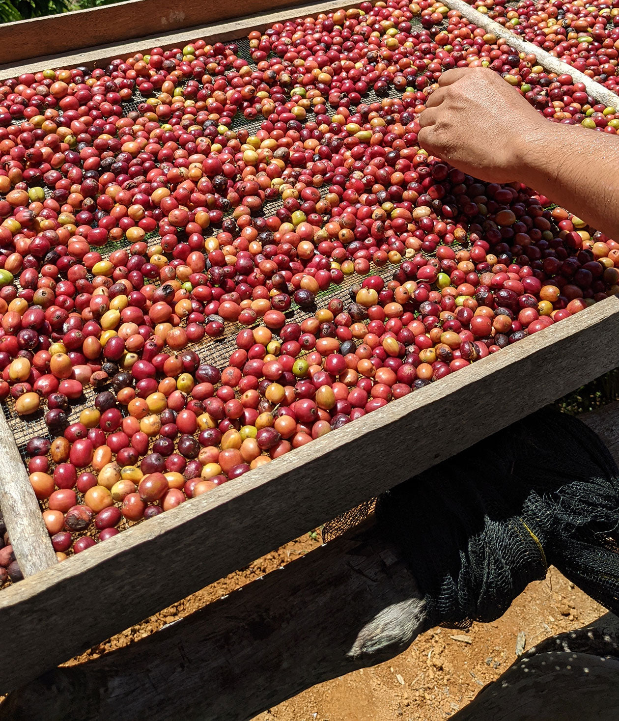 Coffee Craft: Processing the Cherries
