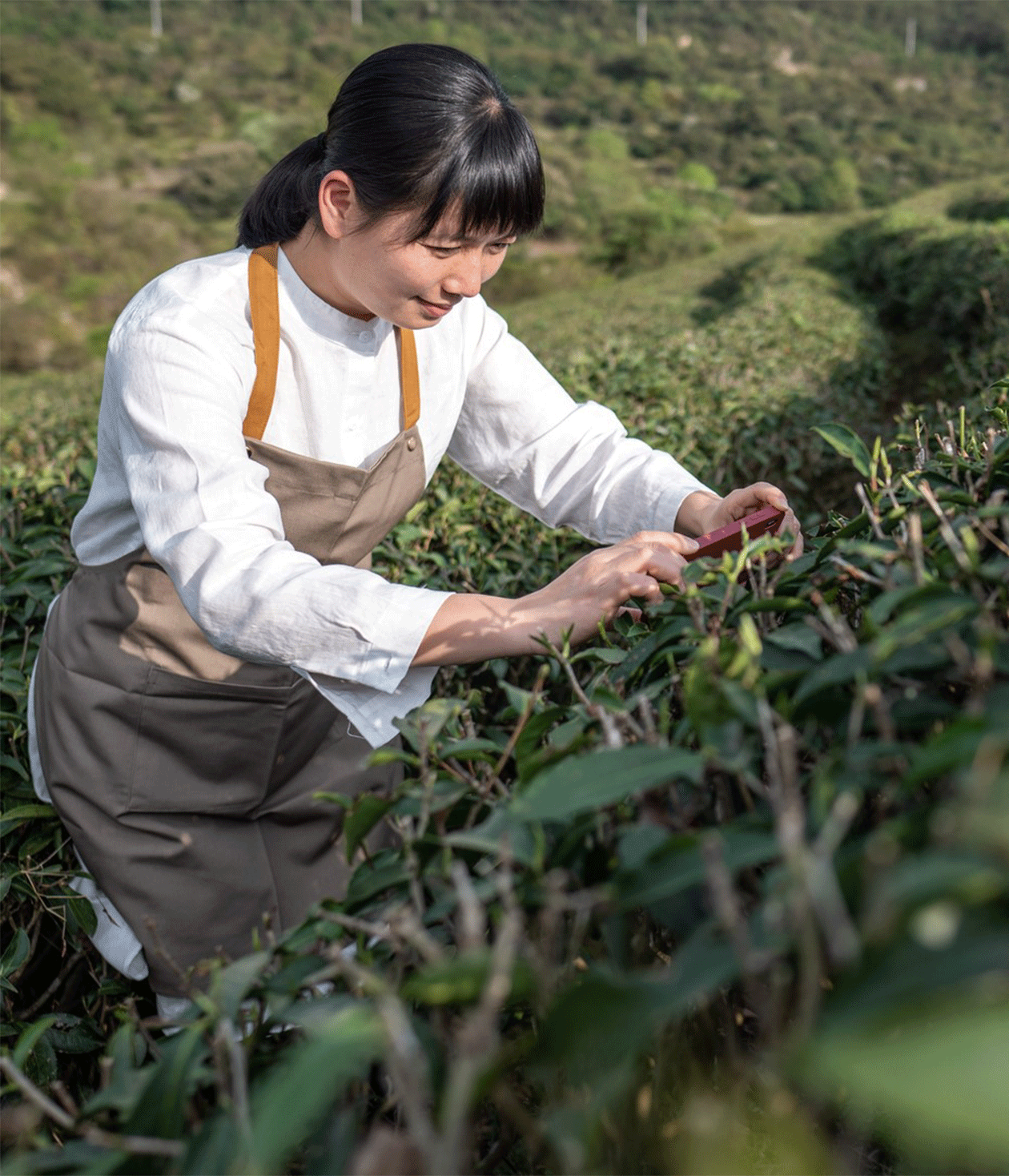 Tea Craft: Growing the Tea Bush