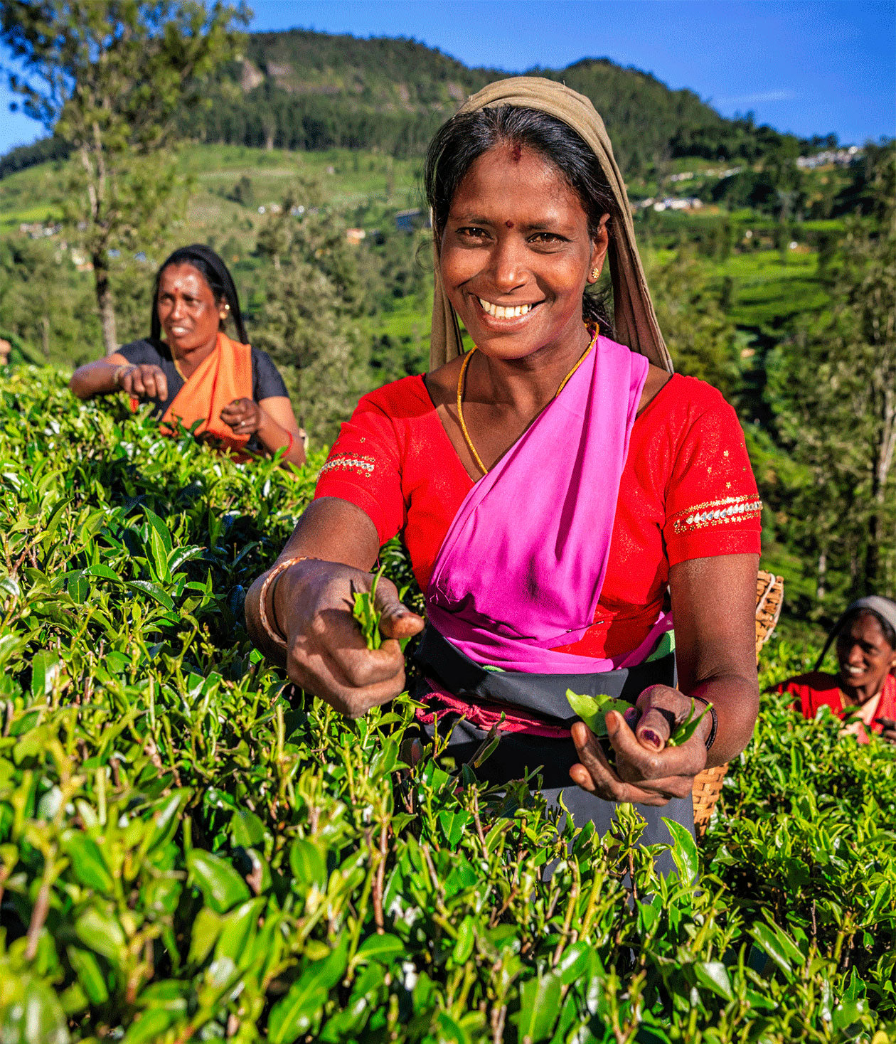 Tea Craft: When is Tea Picked?